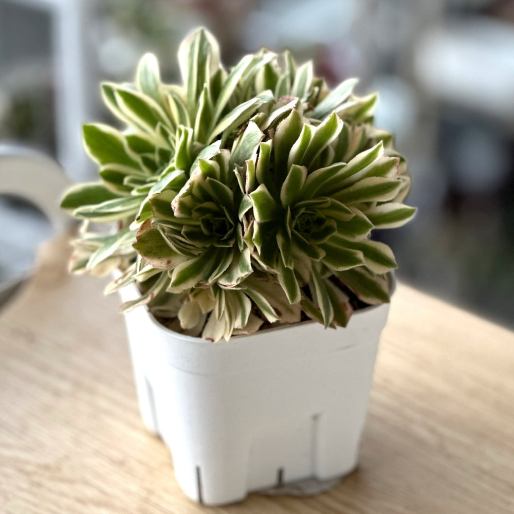 アエオニウム ヤンニン yanning （多頭6~7頭） – G・LABO