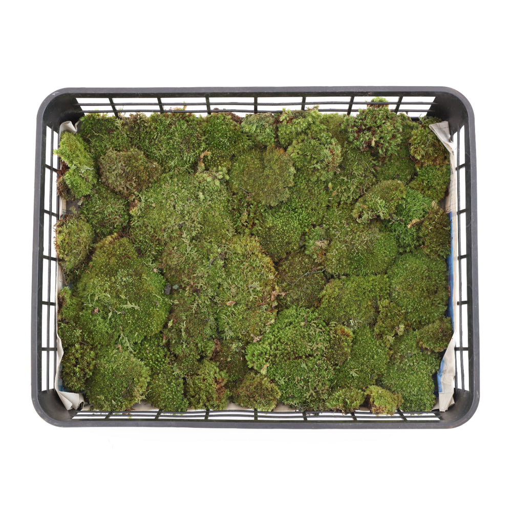 天然苔　最上質　ホソバオキナゴケ　3トレー 天然苔 最上質 ホソバオキナゴケ 3トレー 天然苔 最上質